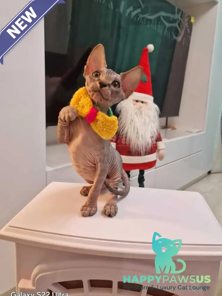 Dasha Canadian Sphynx female black tabby - live animals
