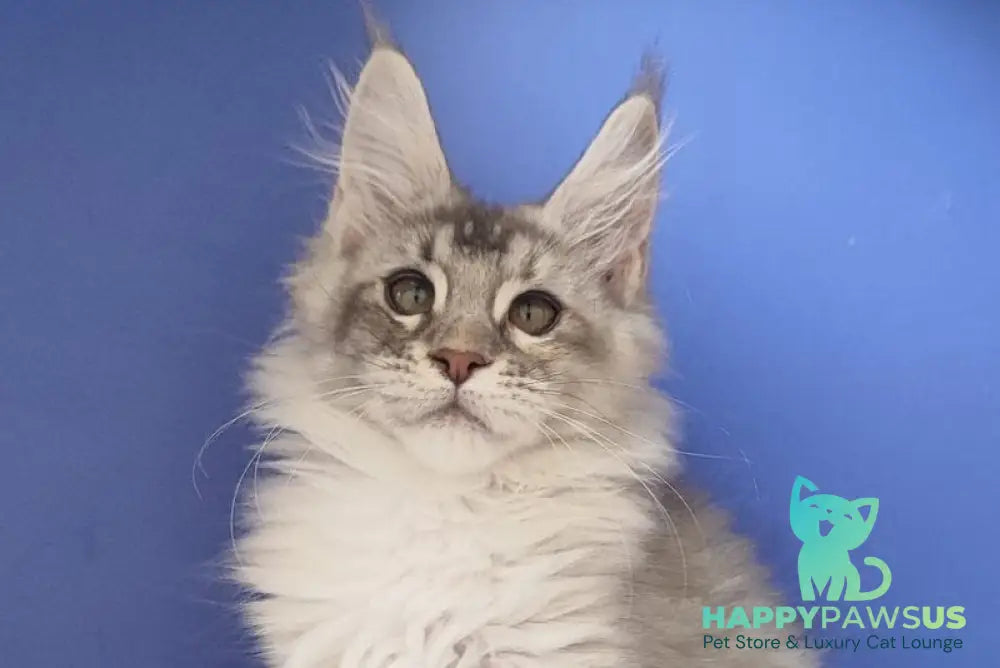 Dasha Maine Coon female blue tortie silver ticked tabby live animals