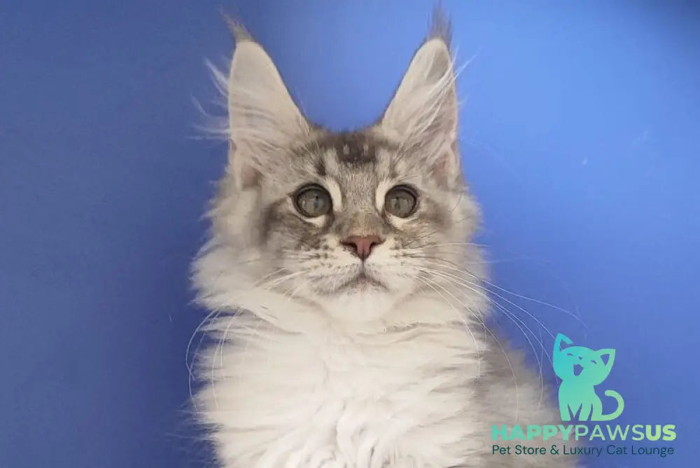 Dasha Maine Coon female blue tortie silver ticked tabby live animals