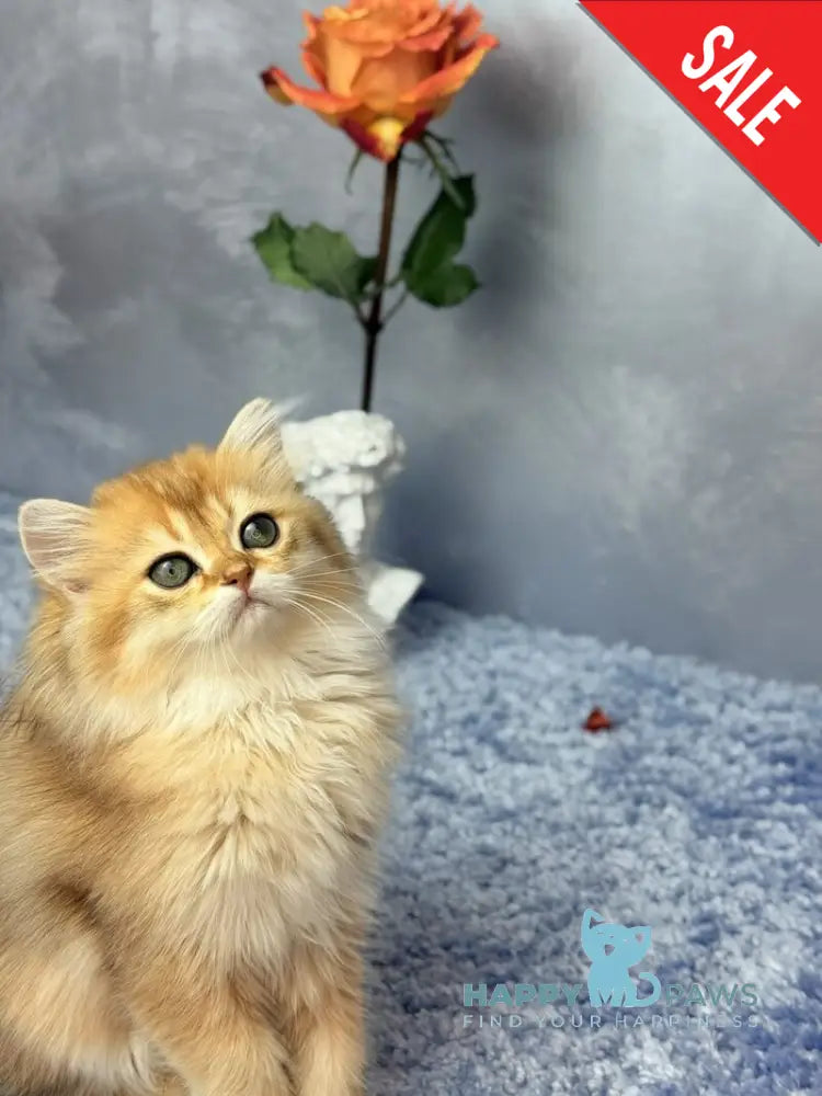 Dasha Scottish Straight female black golden shaded - live animals