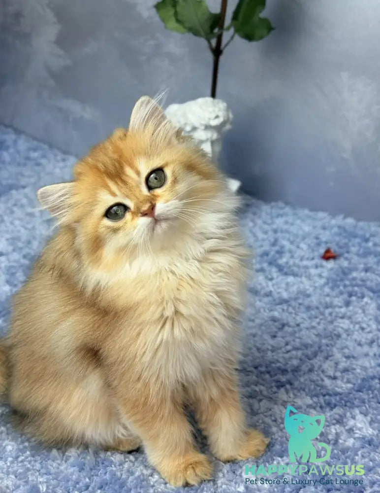 Dasha Scottish Straight female black golden shaded - live animals