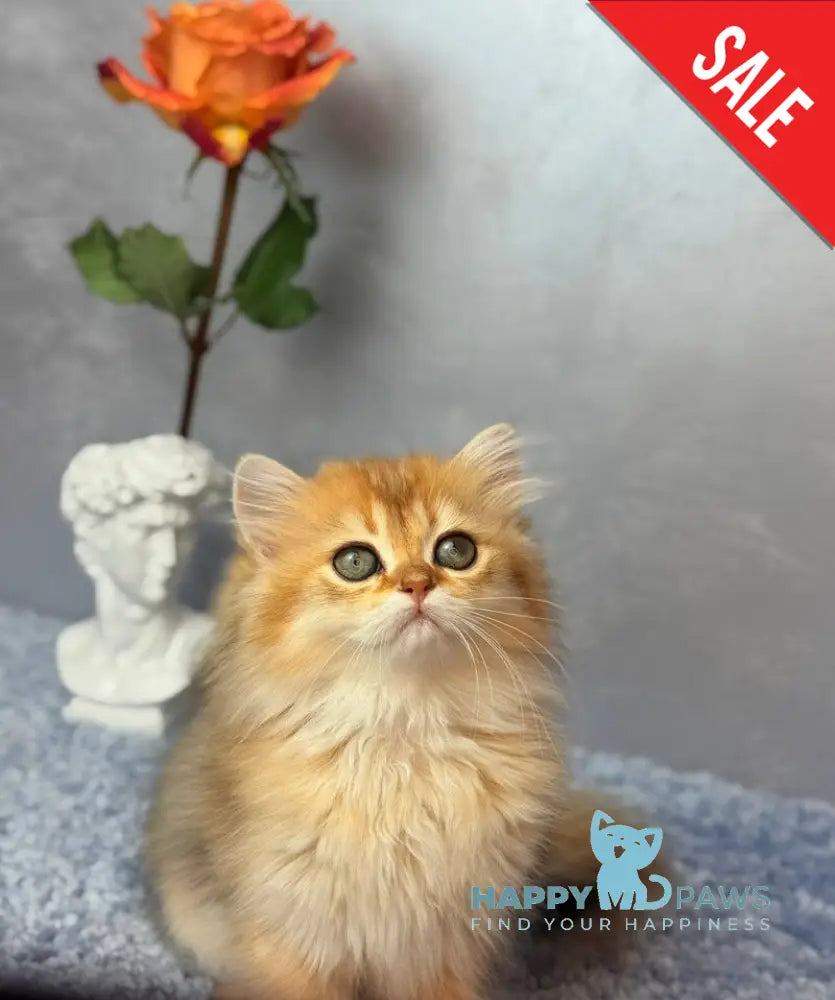 Dasha Scottish Straight female black golden shaded - live animals