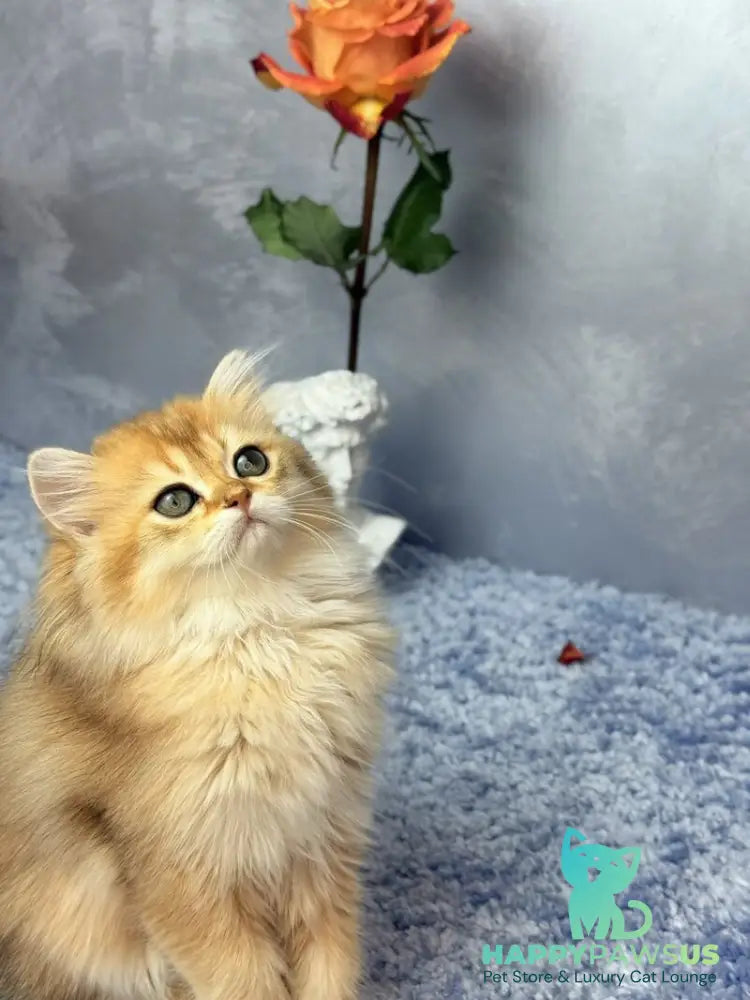 Dasha Scottish Straight female black golden shaded - live animals