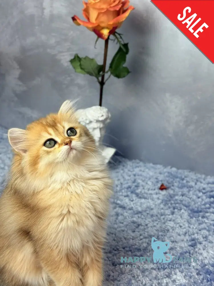 Dasha Scottish Straight female black golden shaded - live animals