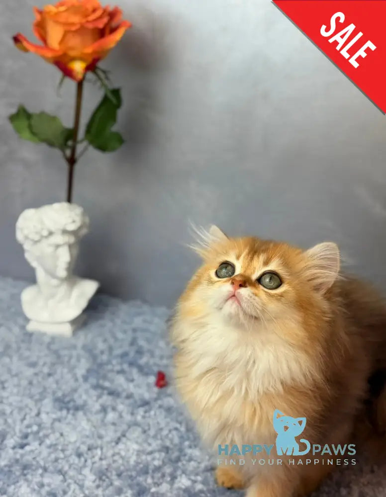Dasha Scottish Straight female black golden shaded - live animals
