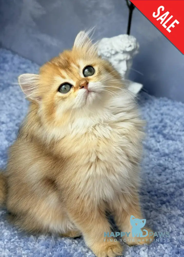 Dasha Scottish Straight female black golden shaded - live animals