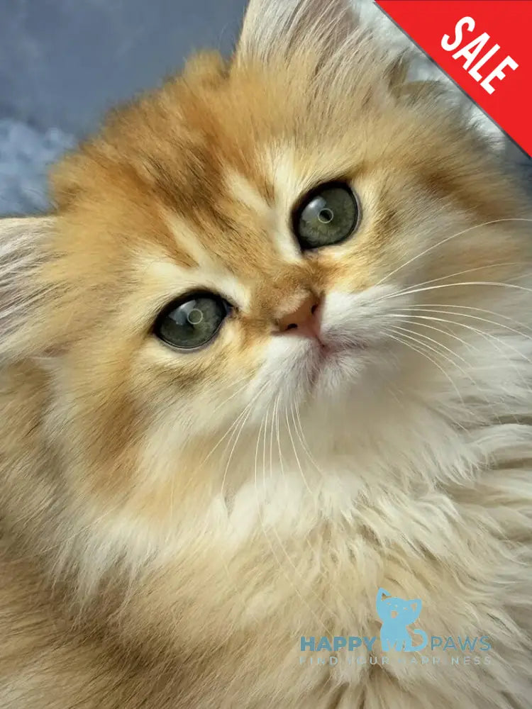 Dasha Scottish Straight female black golden shaded - live animals