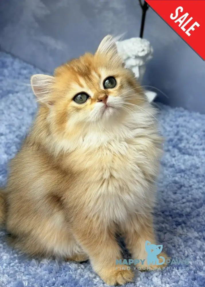 Dasha Scottish Straight female black golden shaded - live animals