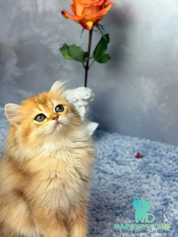 Dasha Scottish Straight female black golden shaded - live animals