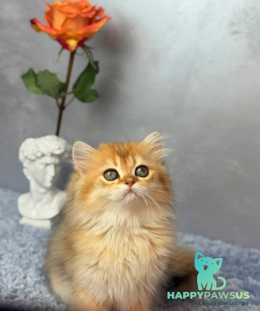 Dasha Scottish Straight female black golden shaded - live animals