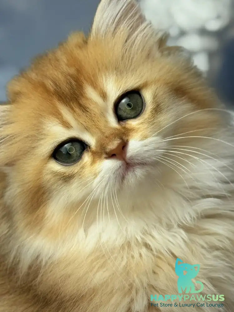 Dasha Scottish Straight female black golden shaded - live animals