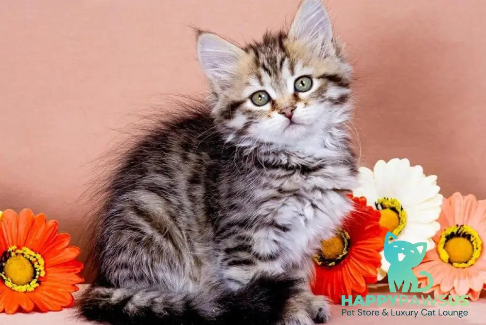 Dasha Siberian female black spotted tabby - live animals