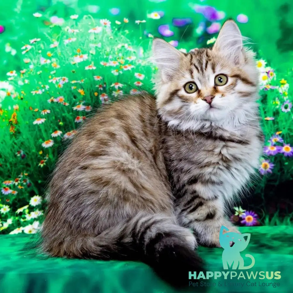 Dasha Siberian female black spotted tabby - live animals