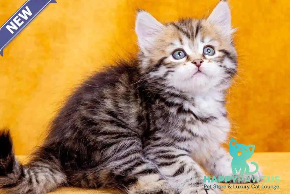 Dasha Siberian female black spotted tabby - live animals