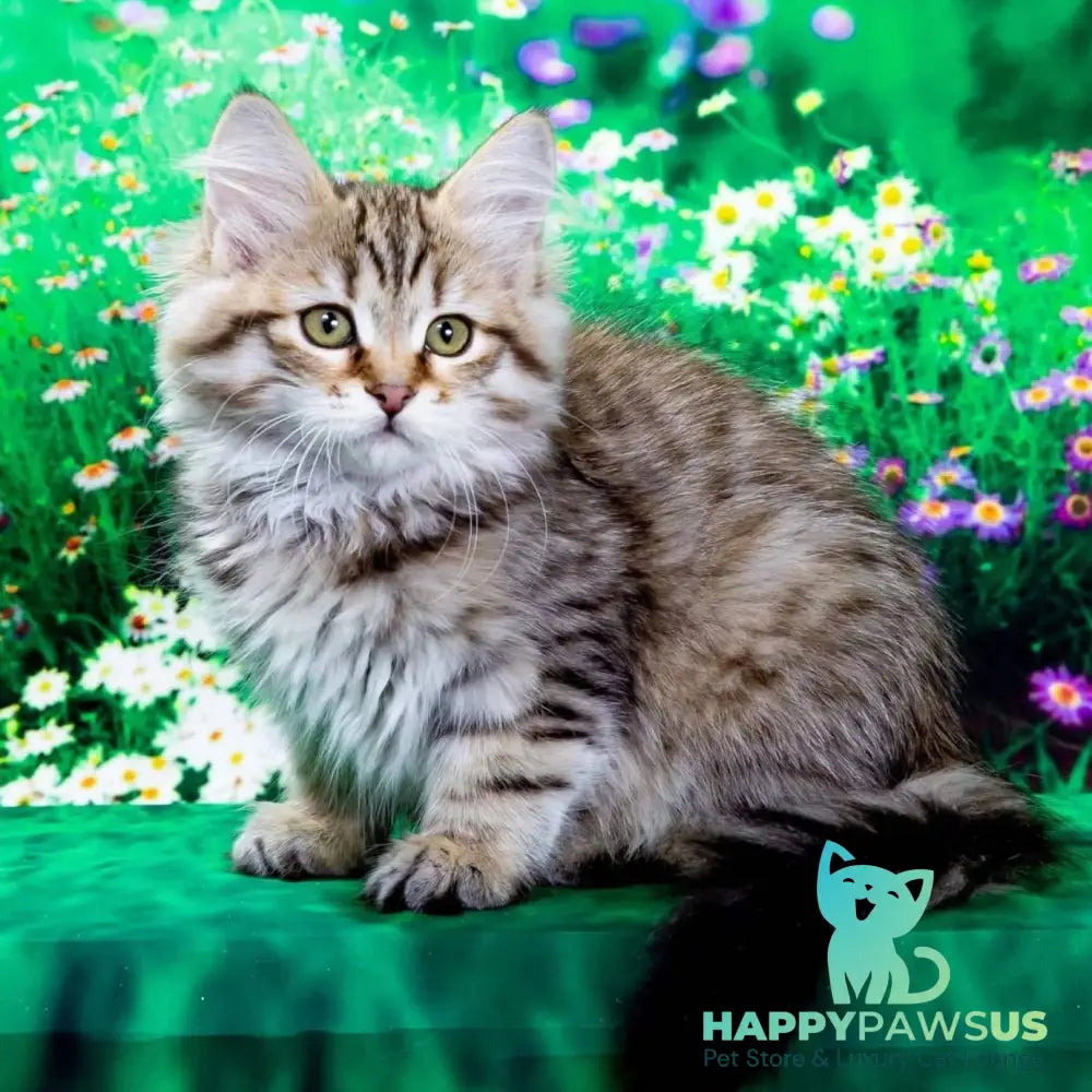 Dasha Siberian female black spotted tabby - live animals