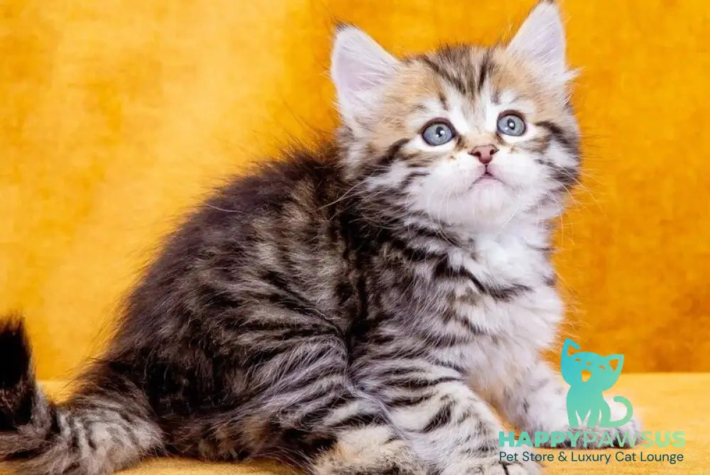 Dasha Siberian female black spotted tabby - live animals