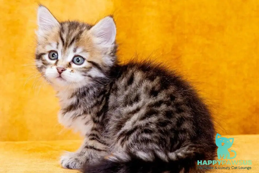 Dasha Siberian female black spotted tabby - live animals