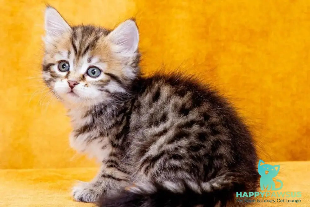 Dasha Siberian female black spotted tabby - live animals