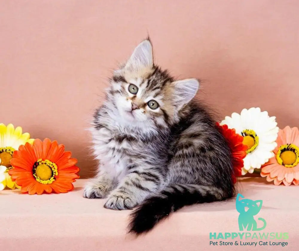 Dasha Siberian female black spotted tabby - live animals