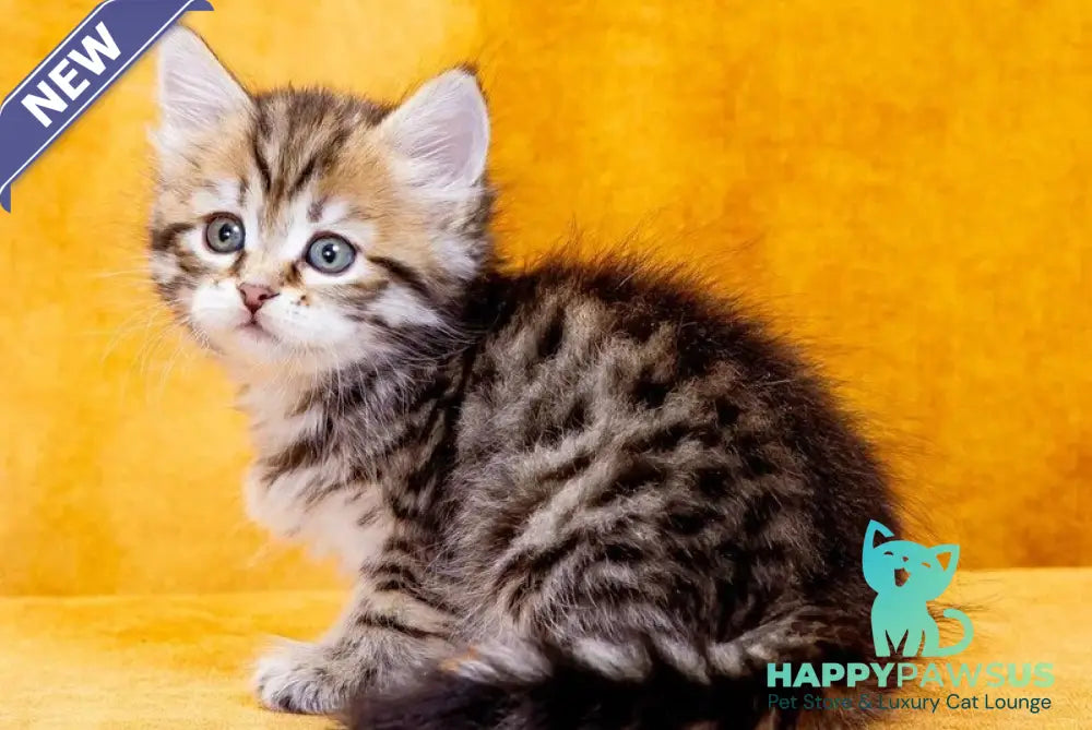 Dasha Siberian female black spotted tabby - live animals