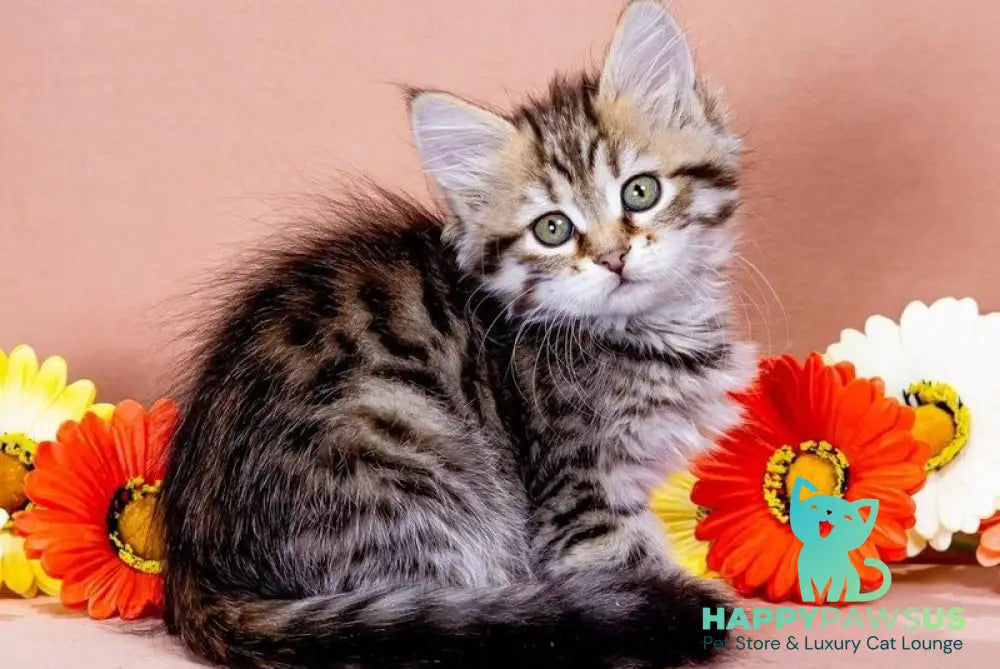 Dasha Siberian female black spotted tabby - live animals