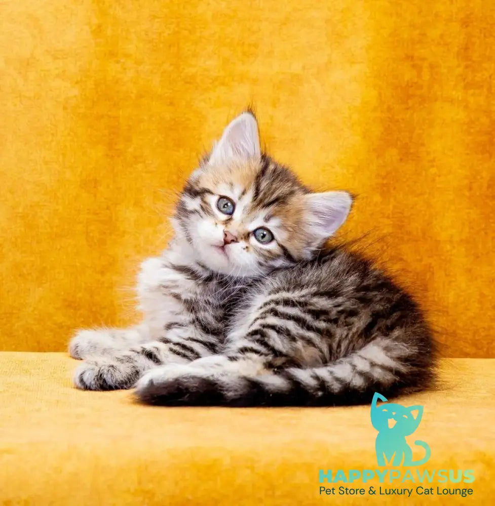 Dasha Siberian female black spotted tabby - live animals