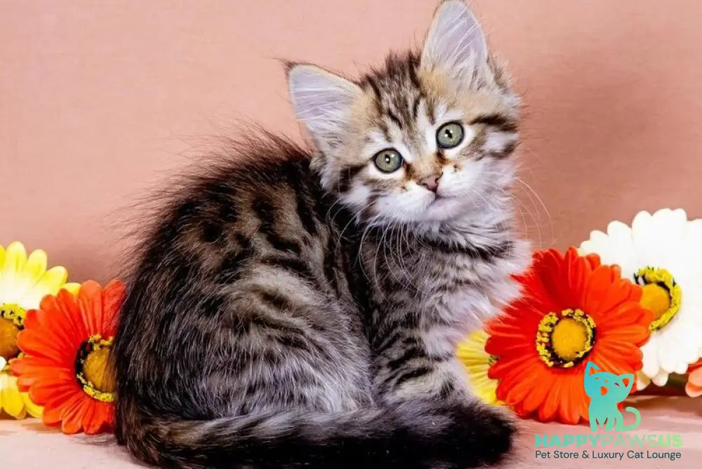 Dasha Siberian female black spotted tabby - live animals