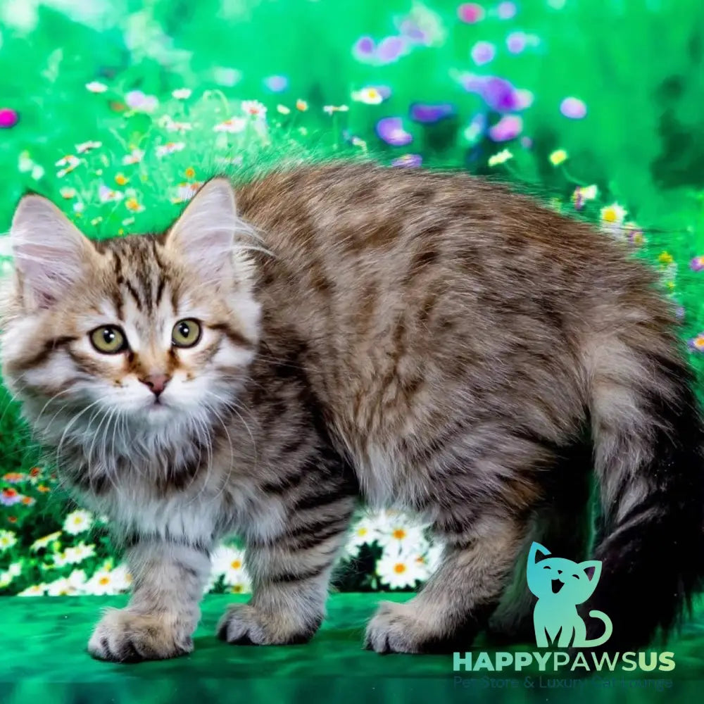 Dasha Siberian female black spotted tabby - live animals