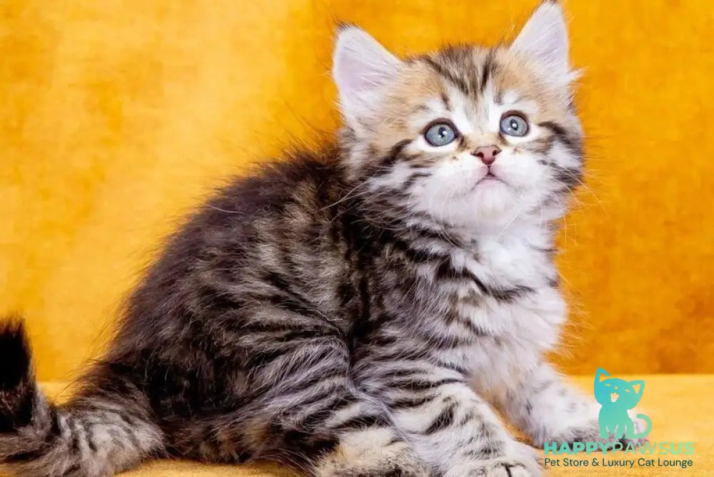 Dasha Siberian female black spotted tabby - live animals