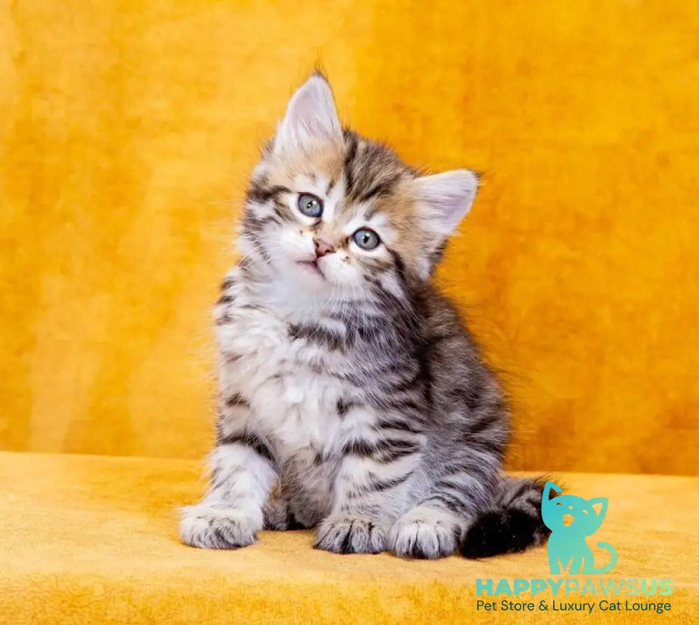 Dasha Siberian female black spotted tabby - live animals