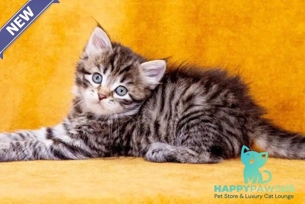 Dastin Siberian male black spotted tabby - live animals