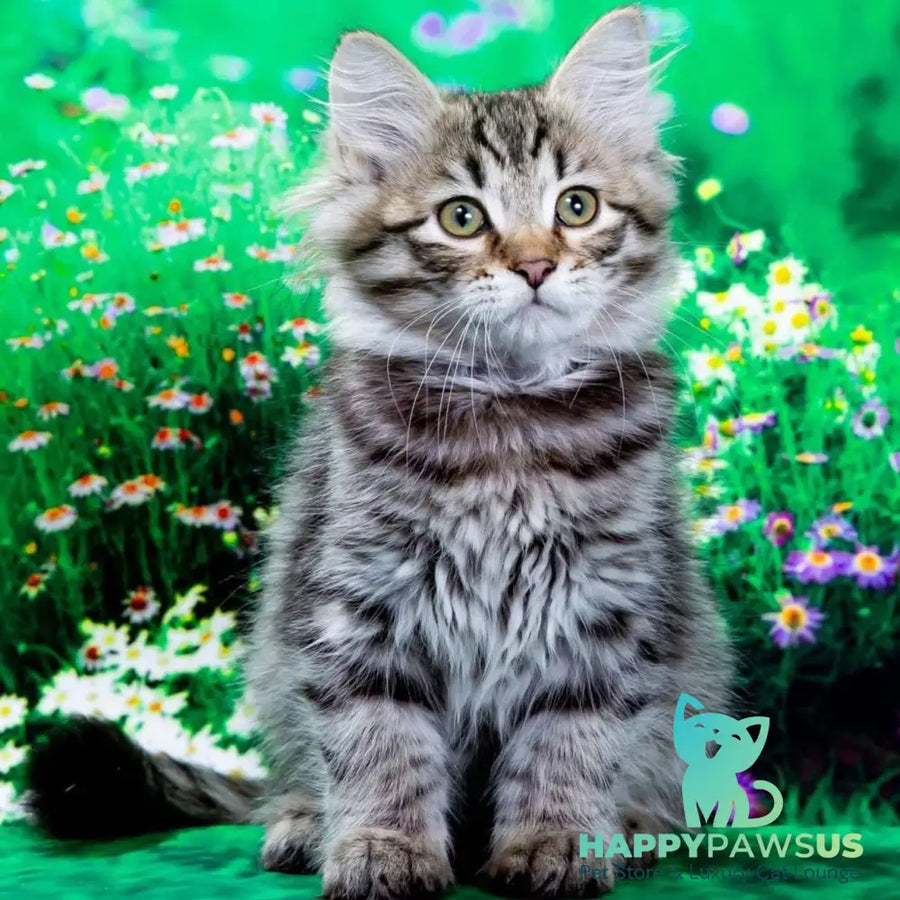 Dastin Siberian male black spotted tabby - live animals