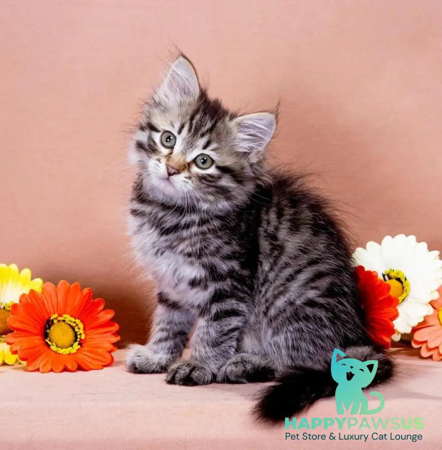 Dastin Siberian male black spotted tabby - live animals