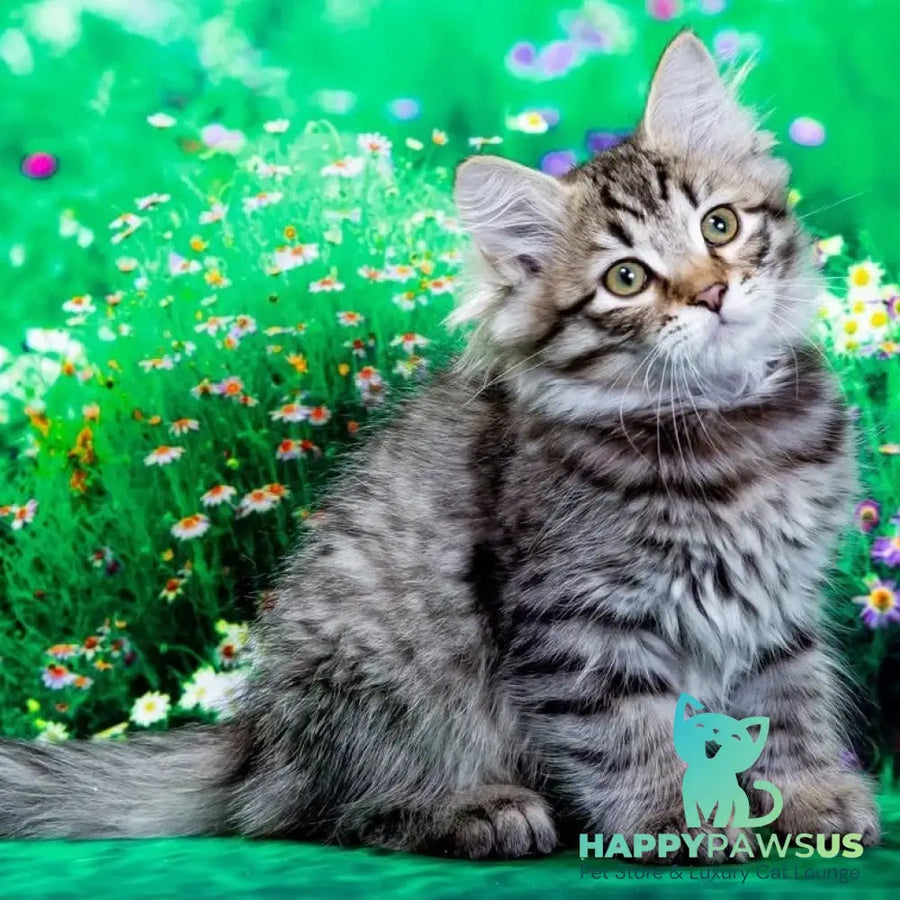 Dastin Siberian male black spotted tabby - live animals