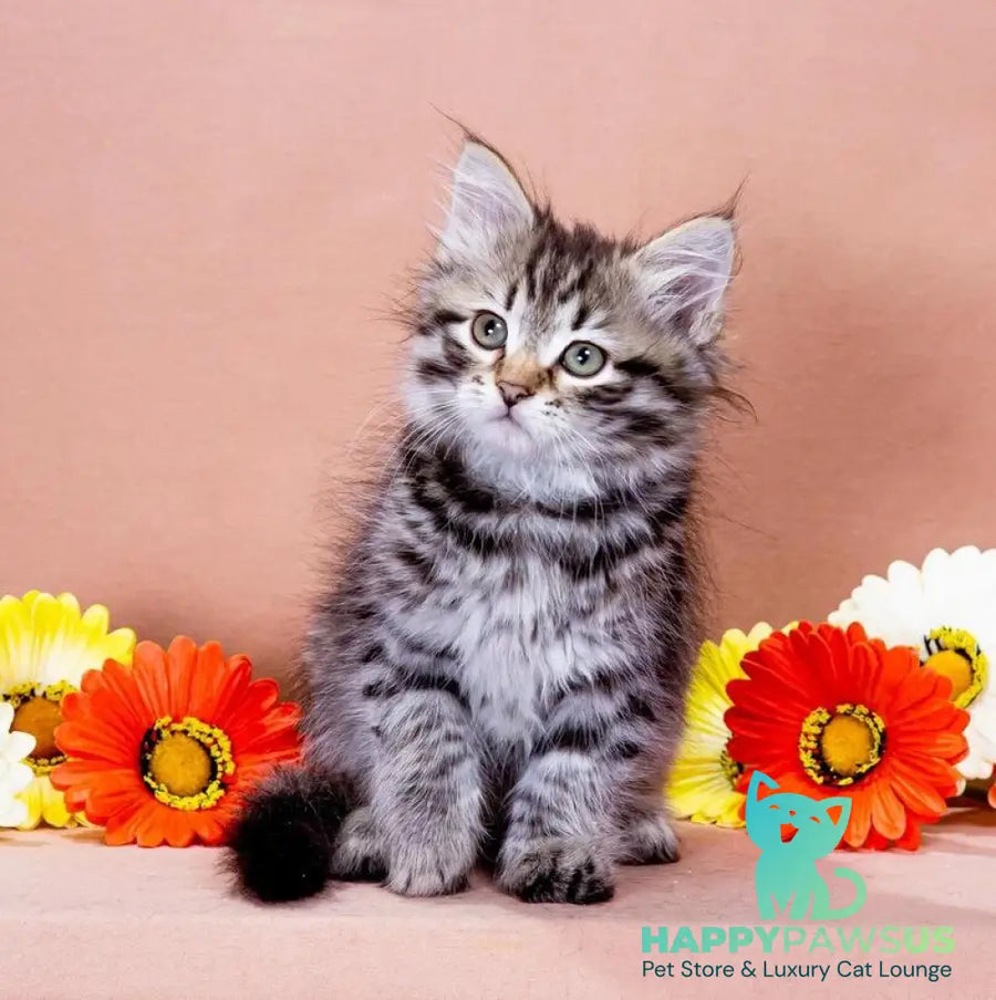 Dastin Siberian male black spotted tabby - live animals