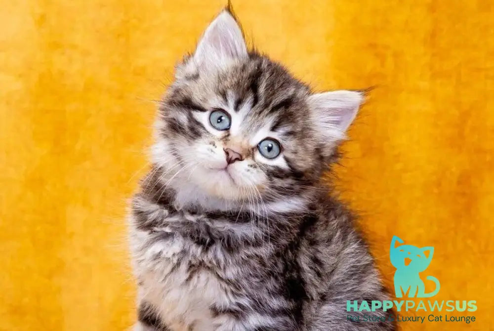 Dastin Siberian male black spotted tabby - live animals