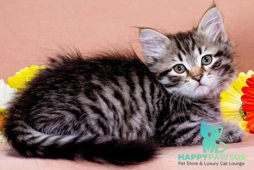 Dastin Siberian male black spotted tabby - live animals
