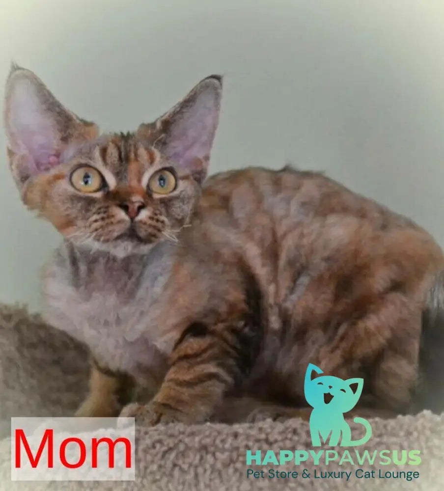 Dave Devon Rex male red bicolour live animals