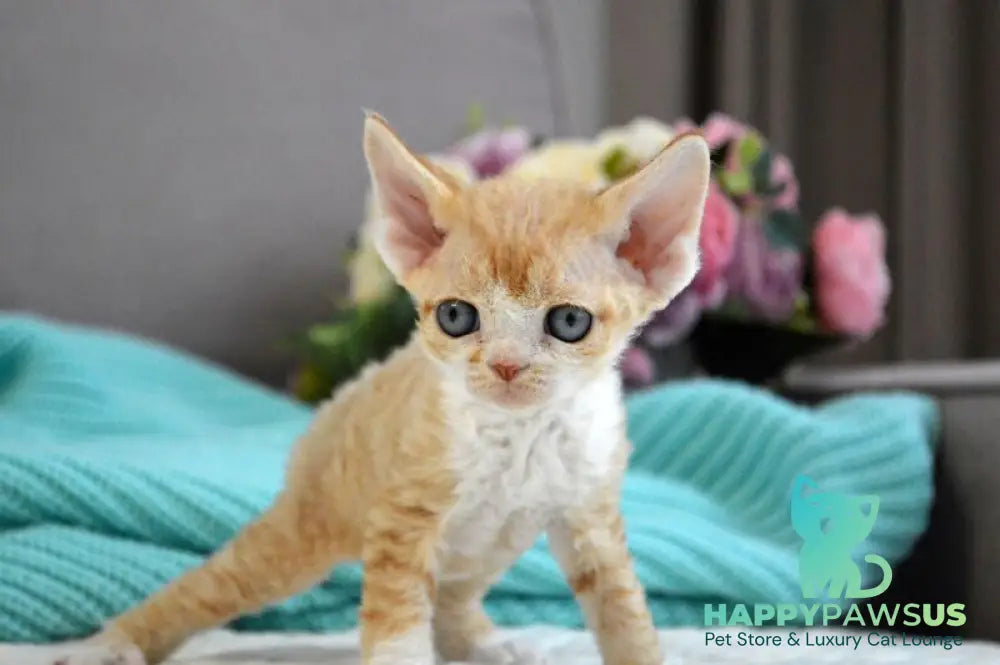Dave Devon Rex male red bicolour live animals