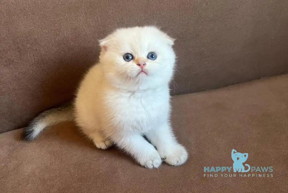 Dave Scottish Fold male black golden ticked tabby pointed live animals