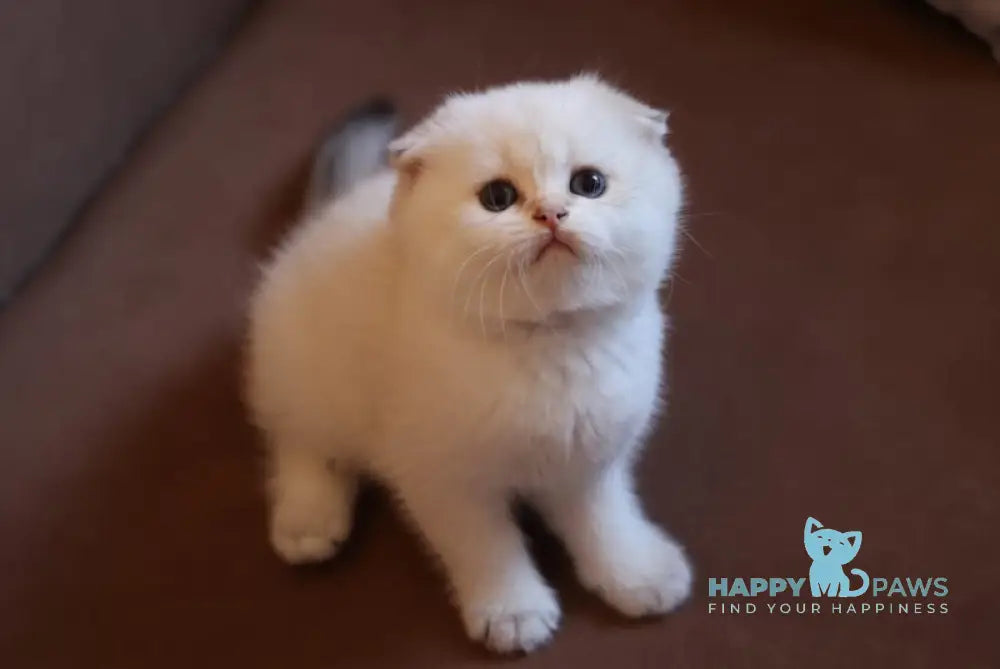 Dave Scottish Fold male black golden ticked tabby pointed live animals