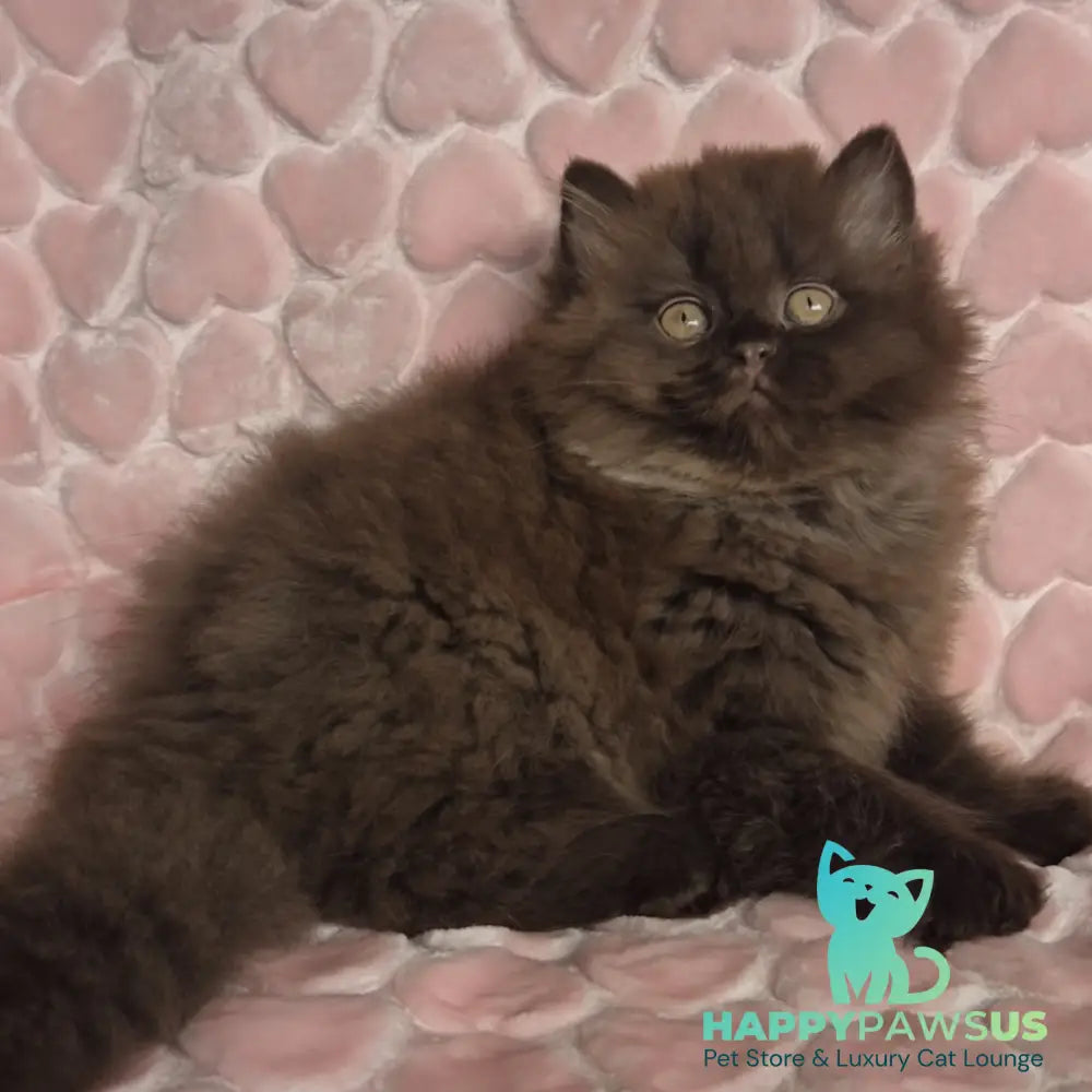 David British Longhair male chocolate - live animals