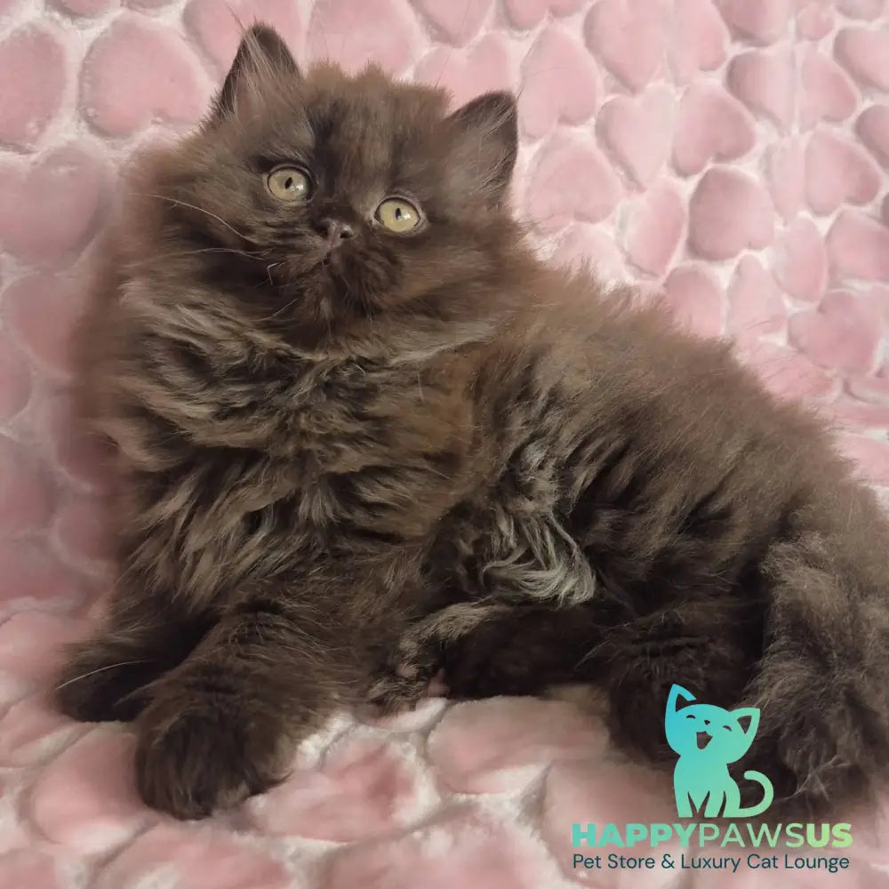 David British Longhair male chocolate - live animals