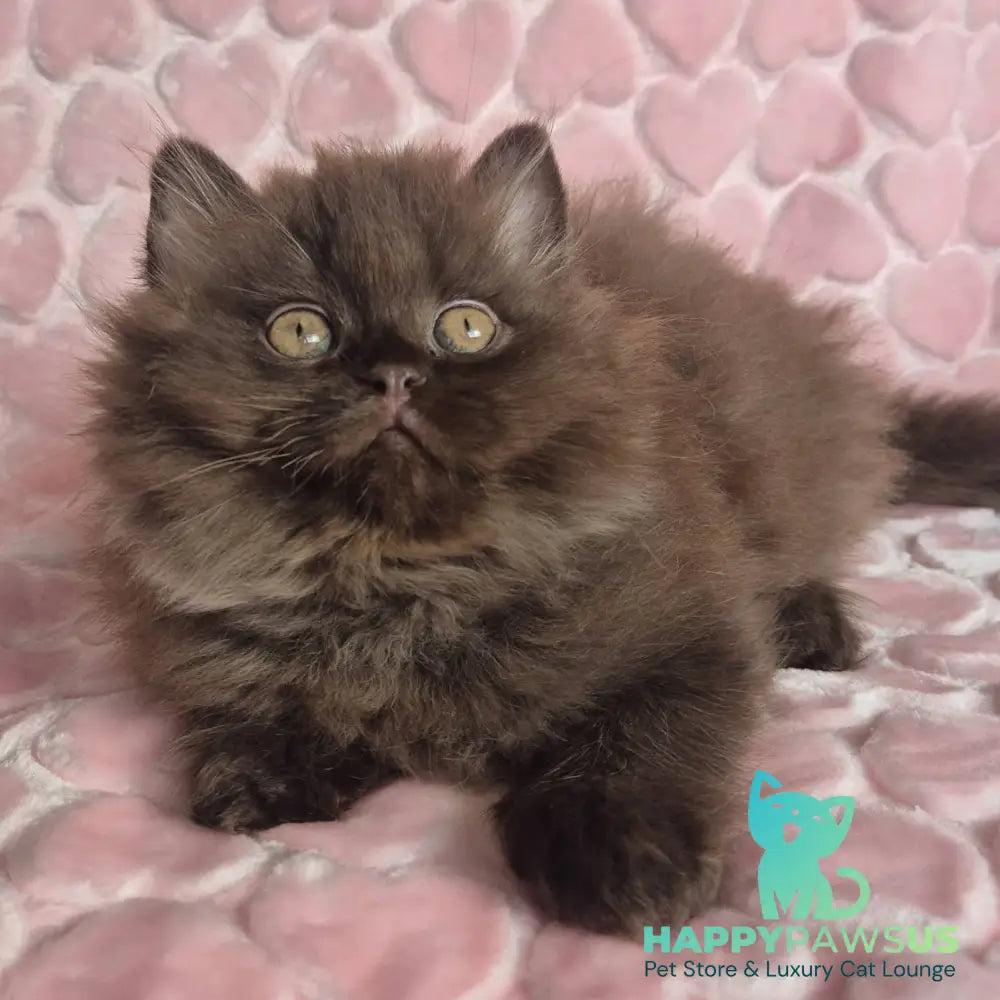 David British Longhair male chocolate - live animals