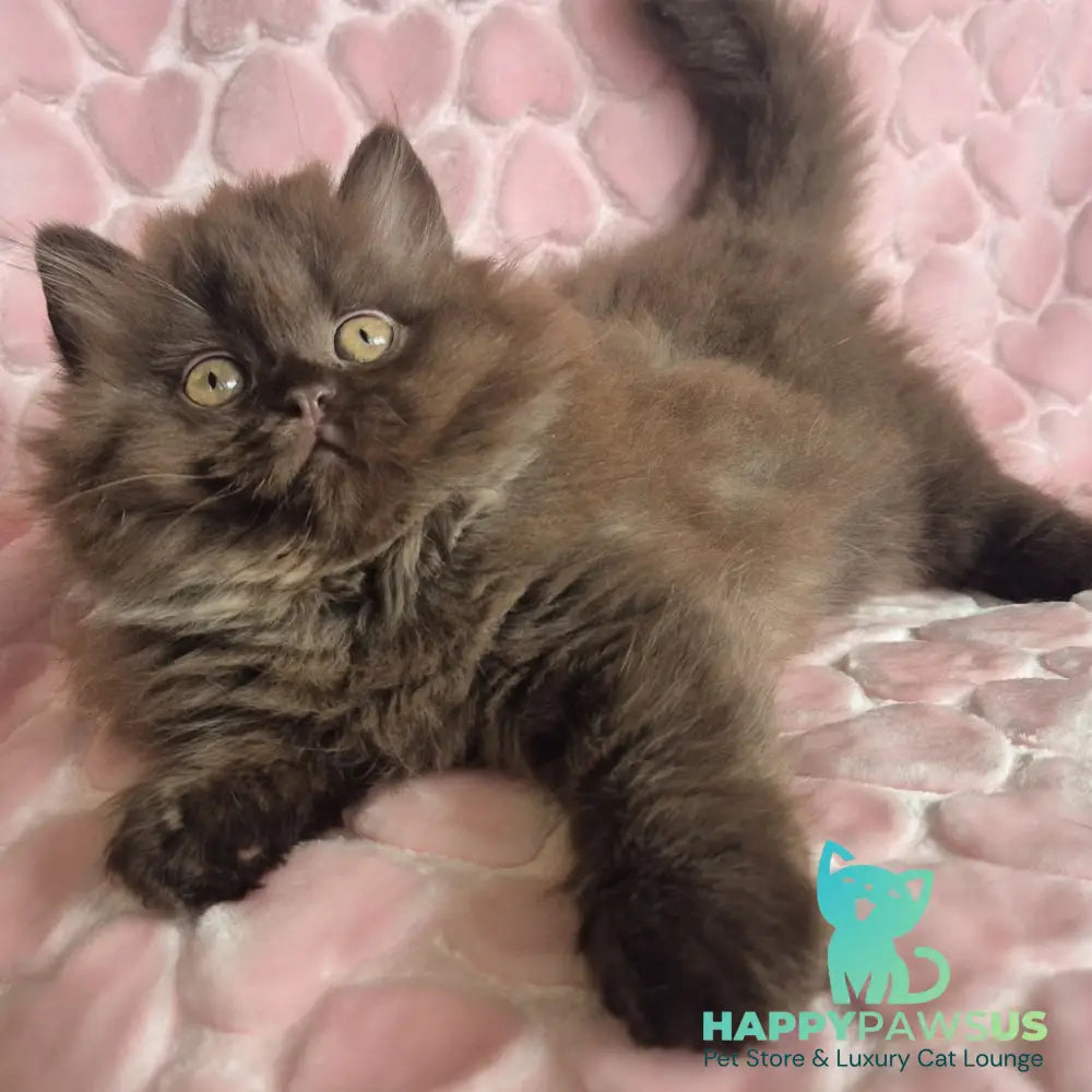 David British Longhair male chocolate - live animals