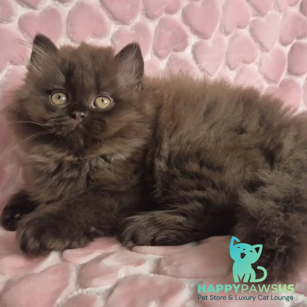 David British Longhair male chocolate - live animals