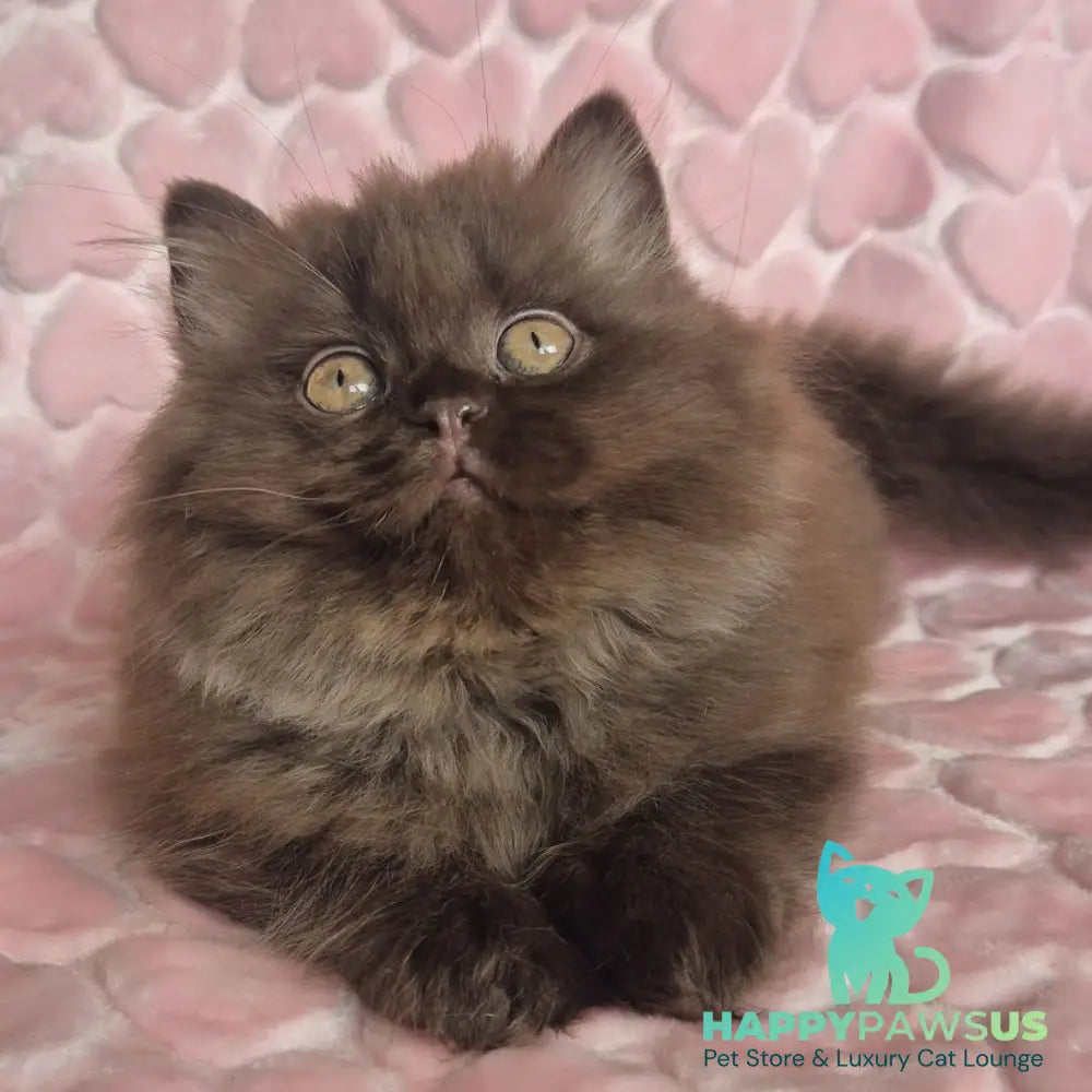 David British Longhair male chocolate - live animals