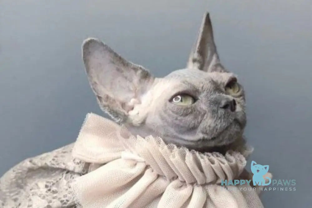 Davinci Vida Canadian Sphynx female black live animals