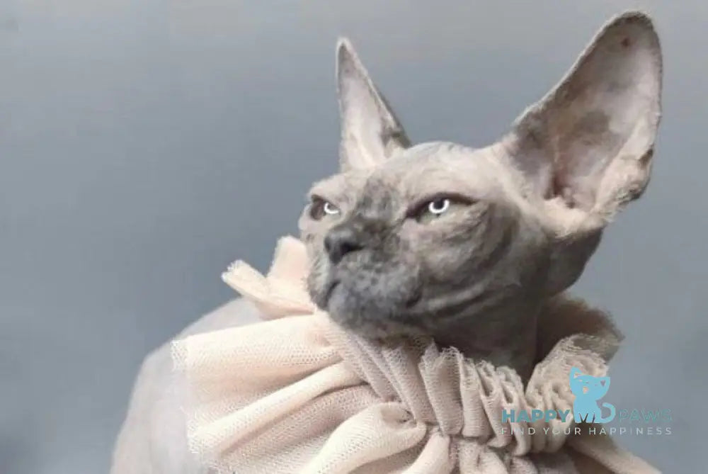 Davinci Vida Canadian Sphynx female black live animals