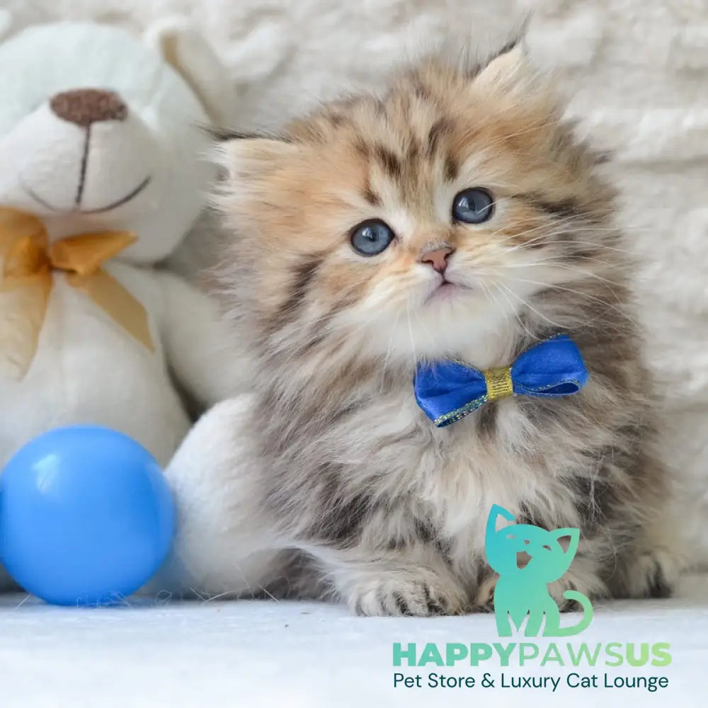 Davis Munchkin male black golden tabby - live animals
